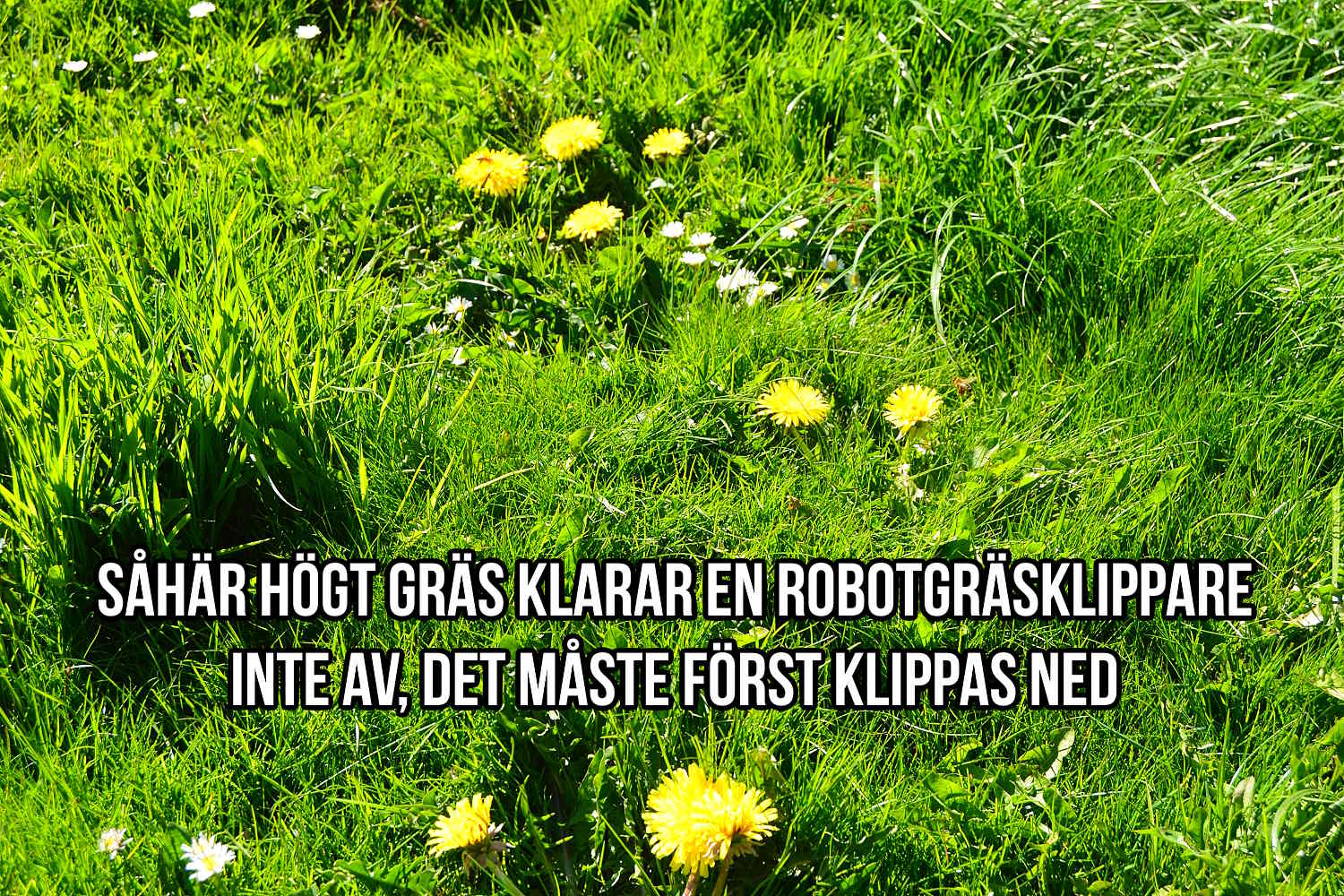 Alldeles för högt gräs för robotgräsklipparen